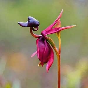 100 Seeds Caleana Major-Large Duck Orchid,Flying Duck Orchid Rare Exotic Remarkable Flower