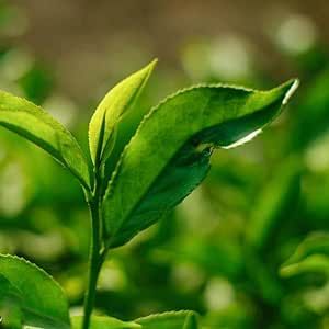Green Tea Plant 25 Seeds Camellia sinensis Heirloom Organic Tea Shrub Tree Seeds to Plant Home Tea Garden Great Gifts for Tea Lovers