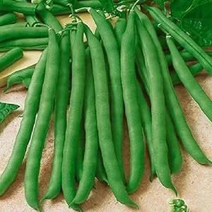Bean Bush Contender FBA-1988 (Green) 100 Non-GMO, Heirloom Seeds