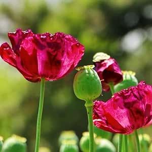 35 Mammoth Corn Poppy Seeds Biggest Poppy to Grow - Showy Perennial Corn Poppy Flower for Planting Home Garden Outdoor