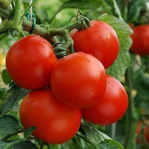 100 Organic Moneymaker Heirloom Tomato Seeds - Non-GMO - Always Fresh Seeds! - Planting Seeds for Home Vegetable Garden
