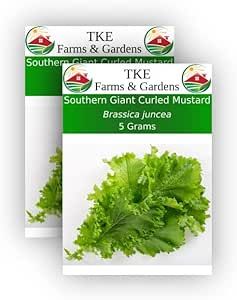 TKE Farms -Southern Giant Curled Mustard Seeds for Planting, 5 Grams ~ 2000 Seeds, Brassica juncea