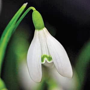 BRECK'S - White Snowdrops Galianthus Dormant Spring Flowering Bulbs - Each Offer Includes 25 Bulbs