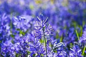 Blue Melody Bulbs for Planting - Camassia Quamash - Easy to Grow Perennial Flowers for Garden or Container Growing (10 Bulbs)