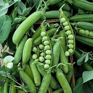 120 Early Frosty Pea Seeds for Planting Heirloom Non GMO 1+ Ounces of Seeds English Pea Garden Vegetable Bulk Survival