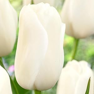 Garden State Bulb Single Late Catherina Tulip Bulbs, 12/+ cm (Bag of 24) - Fall Planting Spring Flowers