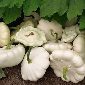 50 Early White Bush Scallop Summer Squash Seeds for Planting. Non GMO and Heirloom. 5 Grams of Seeds. Garden Vegetable Survival