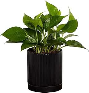 Greendigs Pothos Plant in Black Ceramic Fluted 5-Inch Pot - Low-Maintenance Houseplant, Pre-Potted with Premium Soil