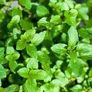 Coleus Amboinicus,Plectranthus Amboinicus,Mexican Mint,Cuban Oregano, Soup Mint,Spanish Thyme Perennial Herb Plant Easy to Grow & Maintain 1000 Seeds