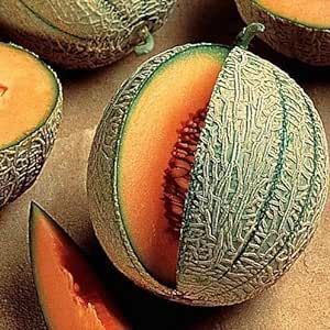 25 Minnesota Midget Cantaloupe Seeds for Planting Heirloom Non GMO 0.75+ Grams Garden Vegetable Bulk Survival Hominy