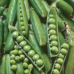 140 Wando Pea Seeds for Planting Heirloom Non GMO 1 Ounce of Seeds Garden Vegetable Bulk Survival