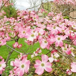 10 Pink Flowering Dogwood Seeds, Cornus Florida, American Beauty Red, Flowering Plants