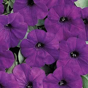 Outsidepride Blue Easy Wave Petunia Spreading Garden Flowers for Hanging Baskets, Pots, Containers, Beds - 15 Seeds
