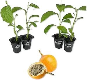 Giant Granadilla Passion Fruit Plant - 4 Live Starter Plants - Edible Fruit Bearing Vine for The Patio and Garden