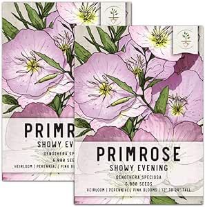 Seed Needs, Showy Evening Primrose Seeds for Planting (Oenothera speciosa) Heirloom & Open Pollinated (2 Packs)