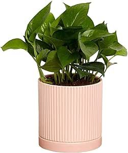 Greendigs Pothos Plant in Blush Ceramic Fluted 5-Inch Pot - Low-Maintenance Houseplant, Pre-Potted with Premium Soil