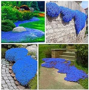 10000+ Blue Creeping Thyme Seeds for Planting, Dwarf Ground Cover Plants Easy to Grow,Ornamental Perennial Flower Seeds