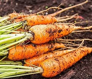 Carrot Seeds for Planting - Plant & Grow Little Finger Carrot Seeds for Your Home Outdoor Vegetable Garden - 750 Heirloom Non GMO Seeds - Full Planting Packet with Instructions, 1 Packet