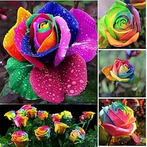 Generic Fresh 100pcs Rose Flower Seeds for Planting Mixed