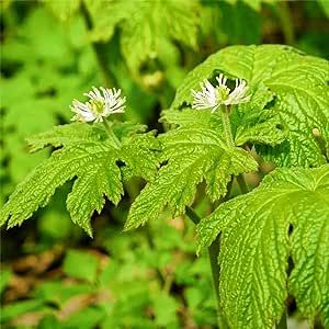 5 Seeds Goldenseal-Hydrastis Canadensis,Orangeroot,Yellow Puccoon Ranunculaceae Perennial Herb Yellow Dye Knotted Rootstock Rare Planting