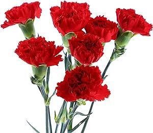 QAUZUY GARDEN 50pcs Scarlet Red Carnation Dianthus Caryophyllus Seeds, Heirloom Ornamental Flowers for Planting Indoor and Outdoor Decor