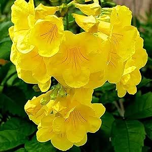 10 Yellow Bells Trumpet Bush Tree Seeds Yellow Elder Allamanda Flowers-Hardy Drought Heat Tolerant-Striking Landscape Plant for Garden Outdoors& Containers