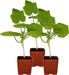 Three (3) Live Squash Plants | Green Zucchini Variety | 5" - 8" Tall | Planterium Grow Real Food