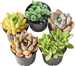 5 Pack Assorted Live Succulents, Real Succulent Plants Rooted in 2" Round Pot with Soil Mix, Rare Small Indoor House Plants for Home Garden Wedding Decor Party Favor DIY Gift