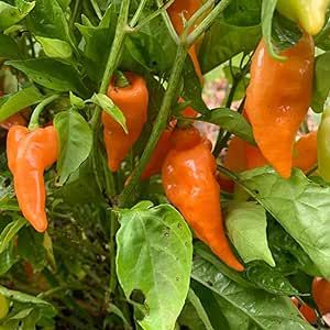 Habanada Pepper Seeds for Planting 20 Pcs Non-GMO Heirloom Vegetable Seeds Delicious Garden Outdoor Great Gardening Gift