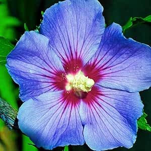 Double Blue Pink Hibiscus-Confederate Rose Dixie Rosemallow Cotton Rose 10 Seeds Striking Landscaping Plant Heirloom Gardening Gifts