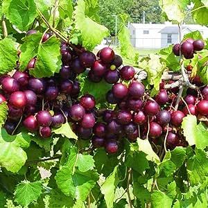 25 Muscadine Grape Seeds for Planting Outdoor Vitis rotundifolia E165, Non-GMO Seeds, Delicious and Nutritious Fruits Survival Gear Food Seeds