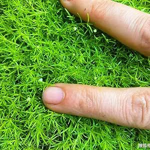 Scottish Irish Moss Pearlwort Sagina Subulata Very Hardy Evergreen Perennial Ground Cover/Lawn Cover Low-Maintenance 200+ Seeds
