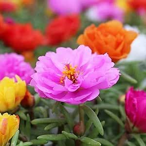 CHUXAY GARDEN Mix Color of Portulaca Grandiflora Seed 100 Seeds Moss Rose Flower Landscaping Rocks Adding a Decorative Appeal Great for Balcony Garden Yard Low-Maintenance