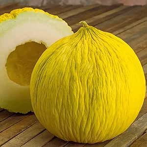 200 Casaba Melon Seeds Easy to Grow Sweet and Tasty Non-GMO Heirloom Organic Fruit Seeds to Plant Home Outdoor Garden