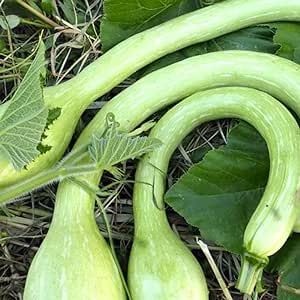 Cucuzzi Gourd Seeds 10 Pcs Heirloom Non-GMO Vegetable Seeds for Planting Delicious Italian Tromboncino Long Squash Seed Farm Garden Easy to Grow