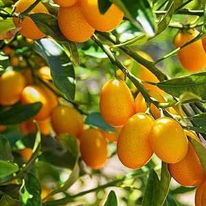 Kumquats-Cumquats,Citrus Japonica,Citrus Kinokuni, Citrus Madurensis,Fortunella Hindsii Cold-Hardy Citrus Small Shurb Tree Sour Sweet Fruit Gardening Gifts 5 Seeds