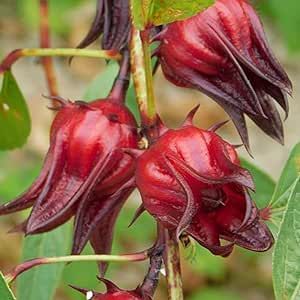 Jamaican Sorrel Seeds for Planting 50 pcs Florida Cranberry, Indian Sorrel, Hibiscus Sabdariffa Seeds Non-GMO Rare Edible Flower Seed Easy to Grow
