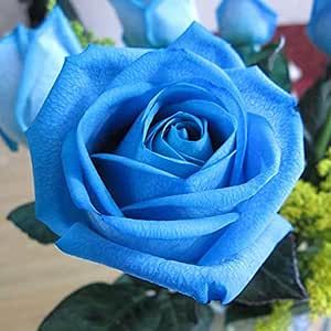 CHUXAY GARDEN Blue Rose Seed 5 Seeds Rare Color Flowers Perennial Flowering Plant Attracts Butterflies Most Outstanding Spring Bloomers