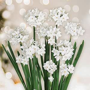 Garden State Bulb Ziva Paperwhite Narcissus Bulbs, 14/15cm, Fragrant (Bag of 15) Indoor Holiday Forcing!