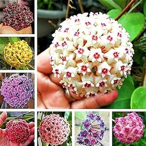 200 Seeds Mix Hoya Carnosa-Porcelainflower,Wax Plant Hardy Apocynaceae Flowering Plant Houseplant Sweetly Scented Flowers White Pink Yellow Green Heirloom Decor Garden