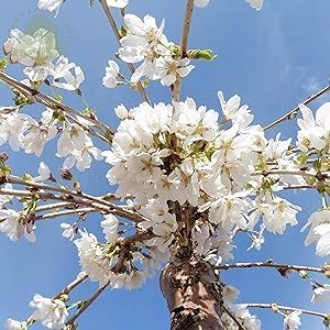 5 Dwarf Weeping White Cherry Tree Seeds Add Feel to Landscape Vibrant Flowers Attract Pollinators and Hummingbirds for Garden Planting