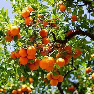 Sweet Mandarin Orange Tree Seeds Citrus Fruit Tree-Non-GMO Organic Delicious Sweet Juicy Tangerine Fruit-Grows in Garden and Pots Low-Maintenance 25 Seeds