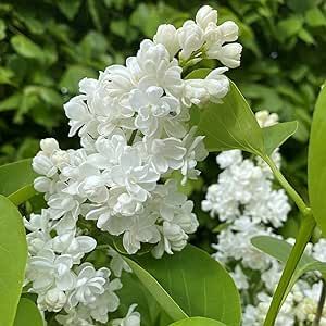 QAUZUY GARDEN 50pcs White Lilac Seeds, Heirloom Syringa Vulgaris Ornamental Flowers for Planting Indoor and Outdoor Decor