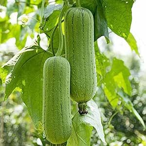 Luffa Gourd Seeds for Planting 100 Pcs Delicious Sponge Gourd Seeds Heirloom Non-GMO Vegetable Seed Home Garden Outdoor Easy to Grow