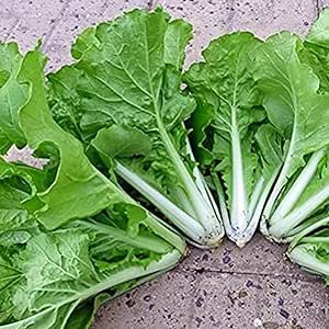 Small Loose Leaf Cabbage Seeds 200 Pcs Delicious Frilled Leaf Greens Seeds Non-GMO Heirloom Vegetable Seeds for Planting Home Garden