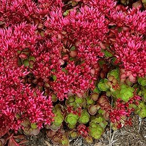3 - Piece Creeping Dragon's Blood Sedum | Rose Colored Star Flowers - Decorative Ground Cover House Live Plant - Flower Garden - Sedum Spurium
