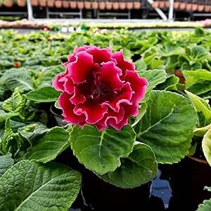 CHUXAY GARDEN Mix Color Sinningia Speciosa Seed 120 Seeds Gloxinia Flower Plant an Exciting New Addition Most Outstanding Summer Bloomers Flower Seeds for Planting Low-Maintenance Indoor Plant