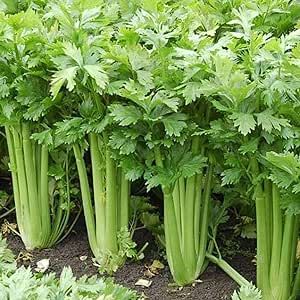 Celery Seeds for Planting 50 Pcs Heirloom Non-GMO Vegetable Seeds Indoor Outdoor Delicious Green Seed Easy to Grow
