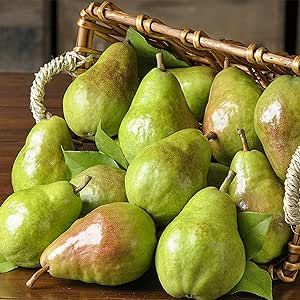 5 Bartlett Pear Tree Seeds Pyrus Communis Seeds Sweet and Tasty Non-GMO Heirloom Organic Fruit Seeds to Plant Home Outdoor Garden