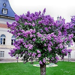20 Seeds Common Lilac Purple Flower Tree Seeds | Fragrant Hardy Perennial Garden Plant